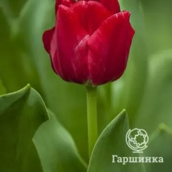 Тюльпан Седов Триумф 5шт