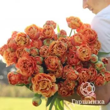 Тюльпан Сеншуал Тач бахромчатый 5шт.