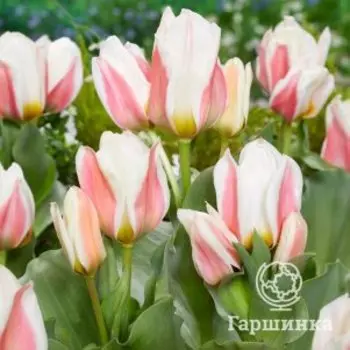 Тюльпан Серано Грейга 5шт