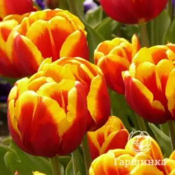 Тюльпан Шелл махровый ранний 5шт