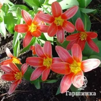 Тюльпан Шекспир 5шт