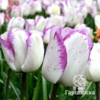 Тюльпан Ширли простой поздний 5 шт