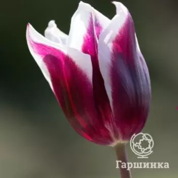 Тюльпан Шпицберген Триумф 5 шт