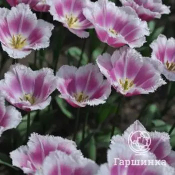 Тюльпан Сиеста бахромчатый 5шт
