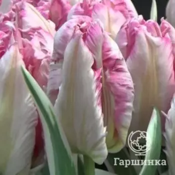 Тюльпан Сильвер Пэррот попугайный 5шт