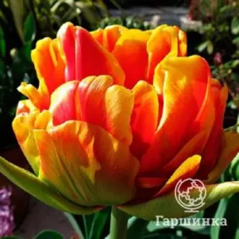 Тюльпан Силеста махровый ранний 5шт.