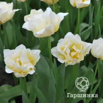 Тюльпан Силк Роуд махровый ранний 5шт