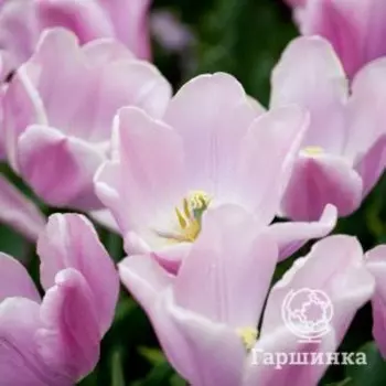 Тюльпан Синаеда Амур Триумф 3 шт