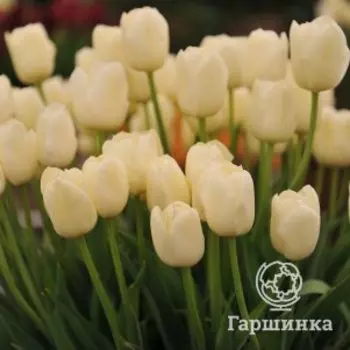 Тюльпан Сити оф Ванкувер простой поздний 5шт.