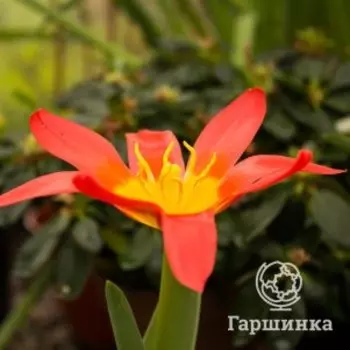 Тюльпан Скарлет Бэби Кауфмана 3 шт