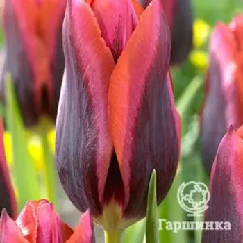 Тюльпан Слава Триумф 5 шт