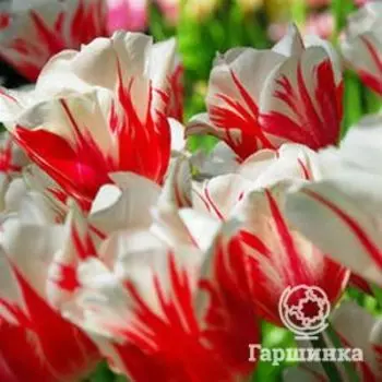 Тюльпан Сорбет Триумф 5шт.
