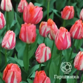 Тюльпан Спринг Брейк Триумф 3 шт.