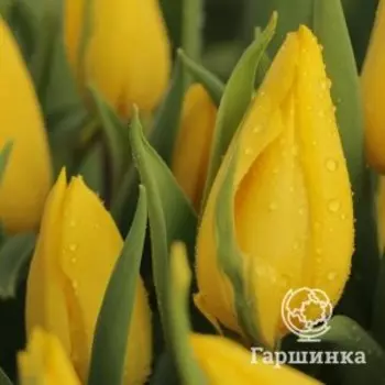 Тюльпан Стронг Голд, Триумф 5шт