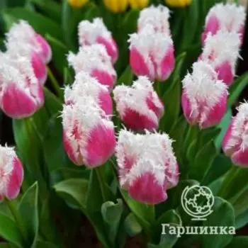 Тюльпан Супер Сиеста бахромчатый 5шт