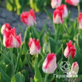 Тюльпан Свит Парадайз бахромчатый 5шт
