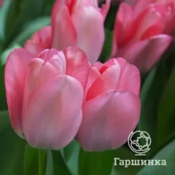 Тюльпан Свит Сикстин Фостера 5шт