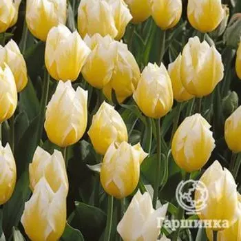 Тюльпан Свитхарт Фостера 5шт