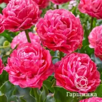 Тюльпан Тайвань махровый поздний 3 шт