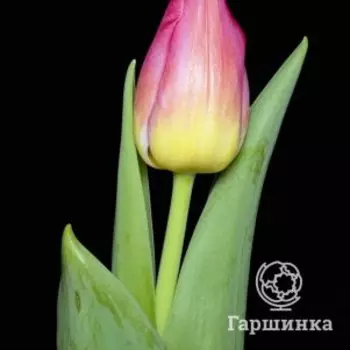 Тюльпан Том Пус Триумф 5шт.