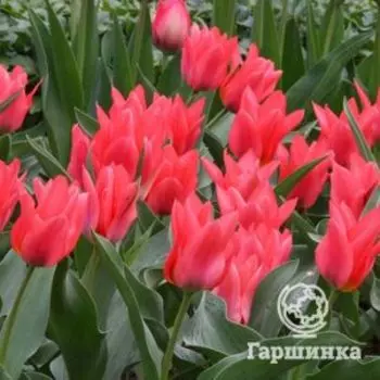 Тюльпан Торонто 5 шт