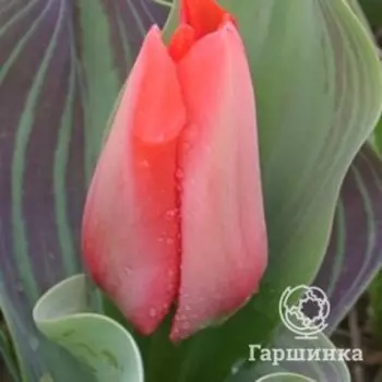 Тюльпан Траутмансдорф Грейга 3 шт