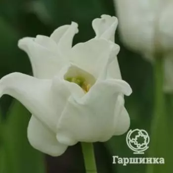 Тюльпан Уайт Либерстар Триумф 5шт