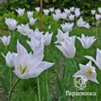 Тюльпан Уайт Триумфатор лилиецветный 4 шт