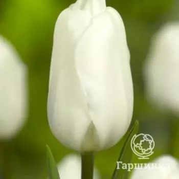 Тюльпан Вайт Флаг 5 шт