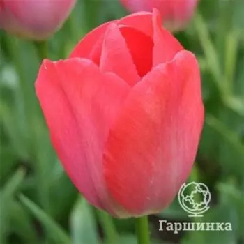 Тюльпан Ван Эйк Дарвина 5шт