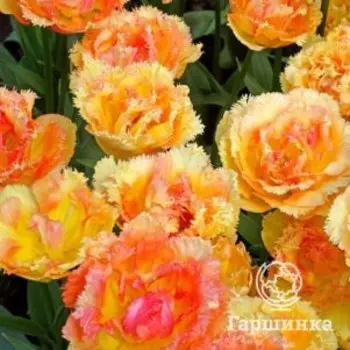 Тюльпан Вая Кон Диос бахромчатый 2 шт