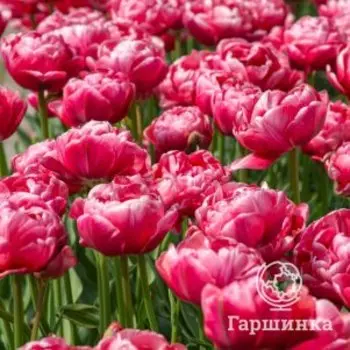 Тюльпан Веддинг Гифт махровый поздний 3 шт