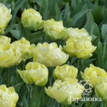 Тюльпан Верона махровый ранний 5шт