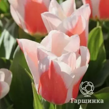 Тюльпан Виллем Ван Дер Аккер Грейга 3 шт