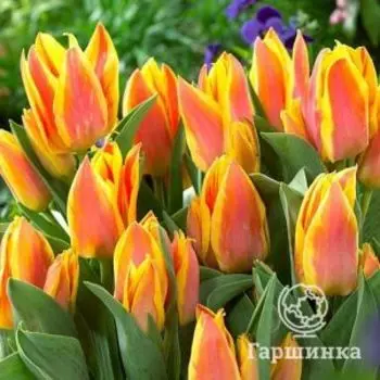 Тюльпан Виннипег 5 шт