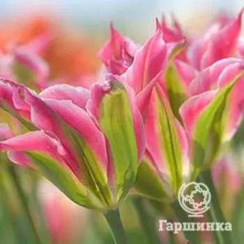 Тюльпан Виришик зеленоцветный 5шт.