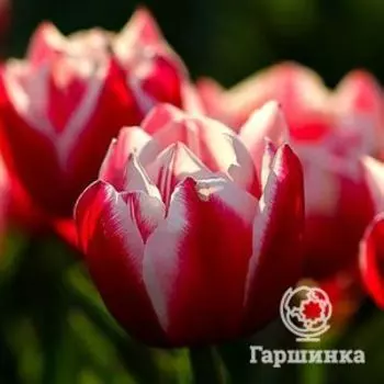 Тюльпан Вироза махровый 5шт