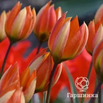 Тюльпан Виталли лилиецветный 5шт