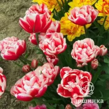 Тюльпан Войсмейл махровый 5шт