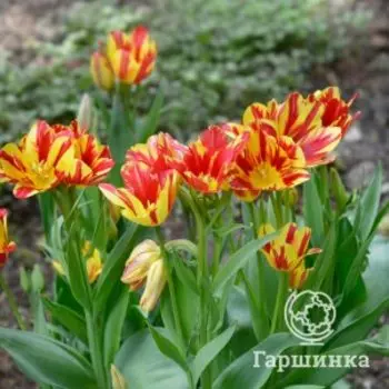 Тюльпан Вондер Клаб многоцветковый 5шт.