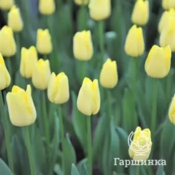 Тюльпан Ворлд Френдшип Триумф 3 шт