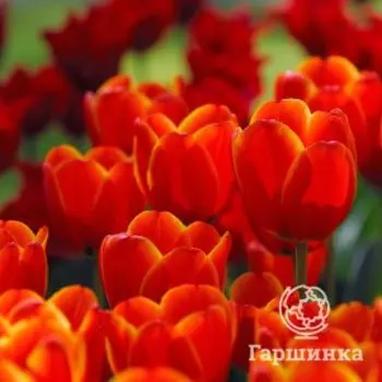 Тюльпан Ворлдс Фэйворит Дарвина 5шт.