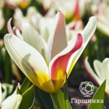 Тюльпан Зе Фест 5шт