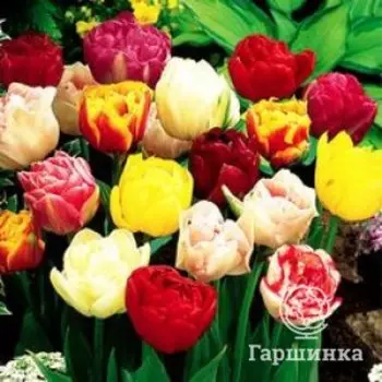 Тюльпаны махровые пионовидные МИКС 5шт