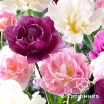 Тюльпаны МИКС махровые 3 шт