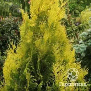 Туя Голди складчатая