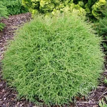 Туя шаровидная Мистер Боулинг Болл.