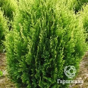 Туя складчатая Корник