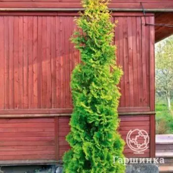 Туя Спиралис западная