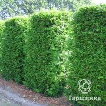 Туя западная Брабант